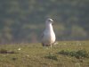 Caspian Gull at Paglesham Lagoon (Steve Arlow) (129164 bytes)